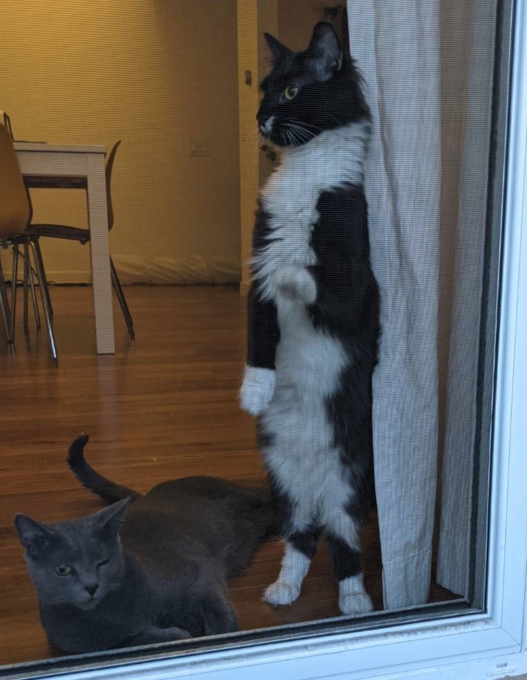 a russian blue and a floofy tuxedo cat